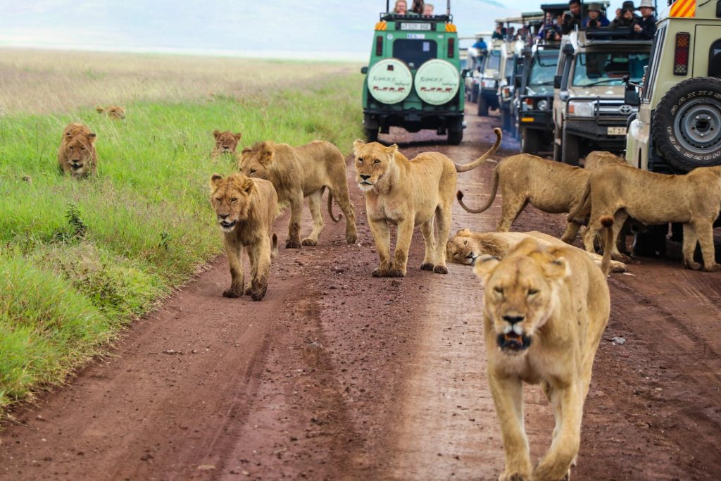 Kenya Safaris