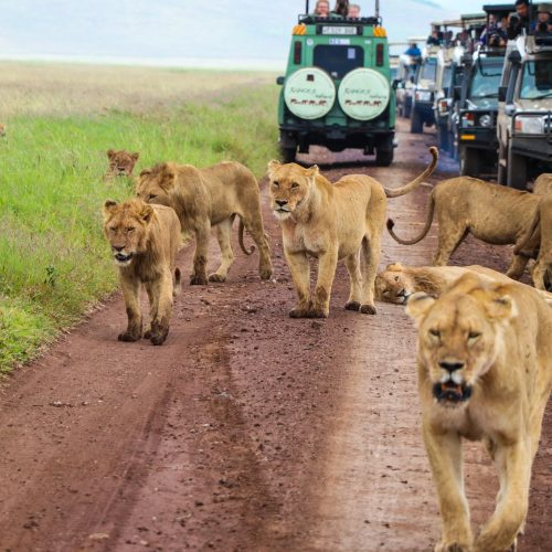 Kenya Safaris