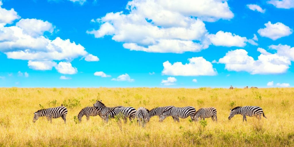 Maasai Mara