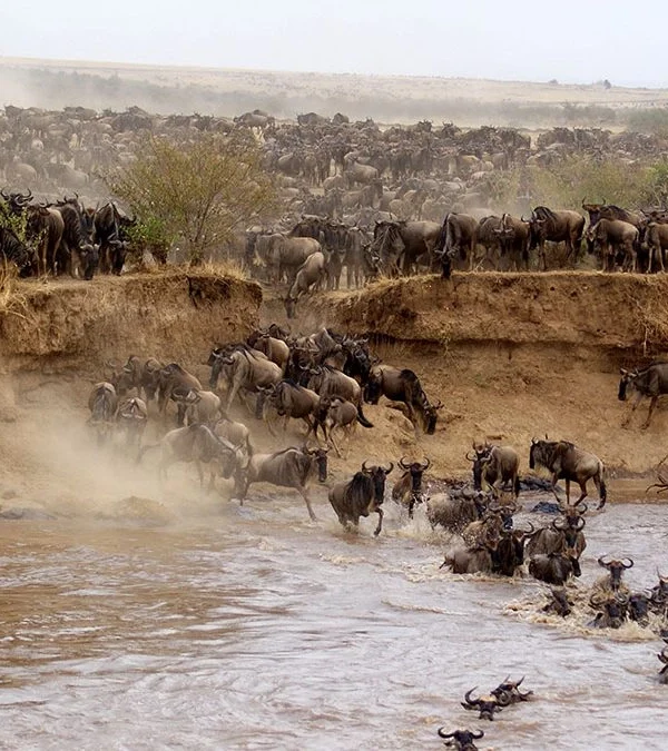 Masai Mara Wildlife Reserve 1200x675 1